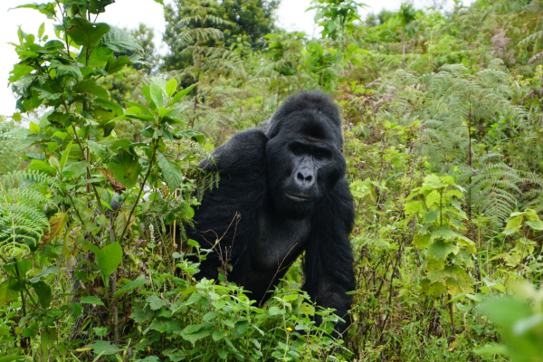 image_trave_to_the_holy_city_of_mecca