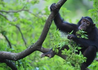 3 day chimpanzee tracking itinerary in Kibale forest National park