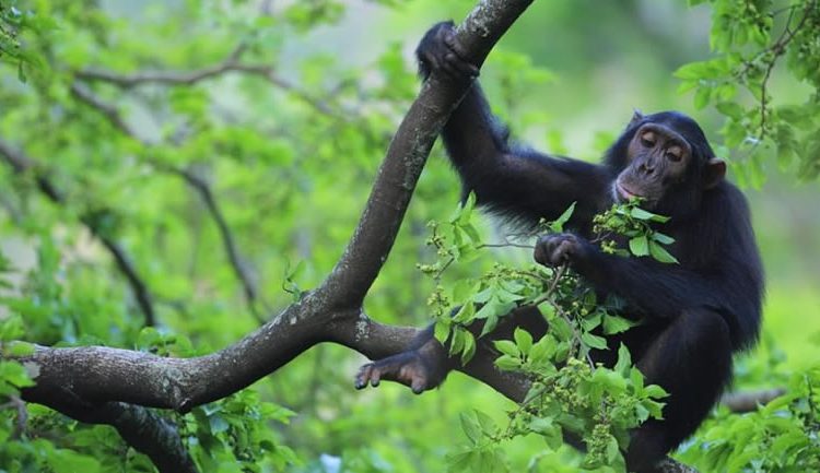 3 day chimpanzee tracking itinerary in Kibale forest National park
