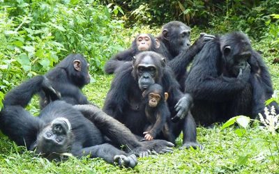 Whispers in the Wilderness: Kibale’s Chimpanzee Chronicles