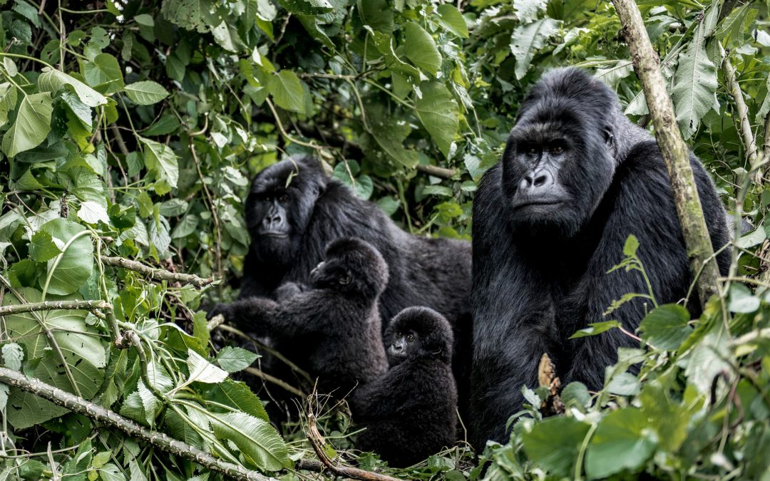 6-Day Gorilla Trek & Wildlife Safari in Bwindi & Queen Elizabeth Parks