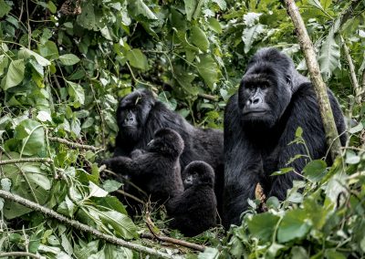6-Day Gorilla Trek & Wildlife Safari in Bwindi & Queen Elizabeth Parks