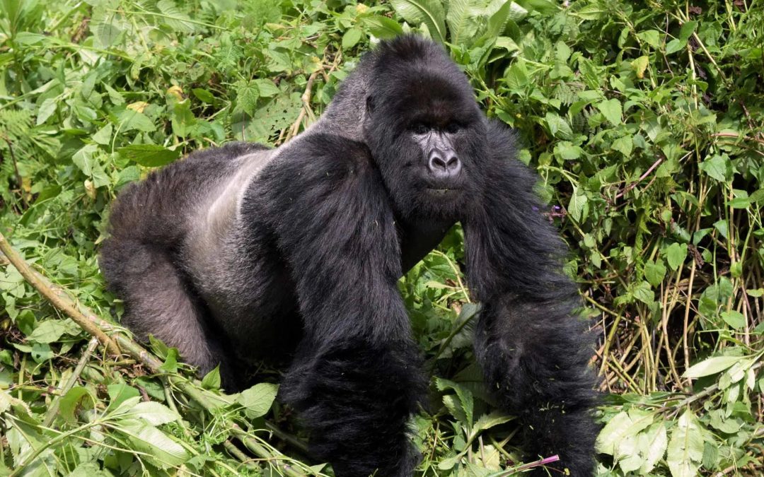 3-day gorilla tracking experience in Bwindi Impenetrable Forest National Park